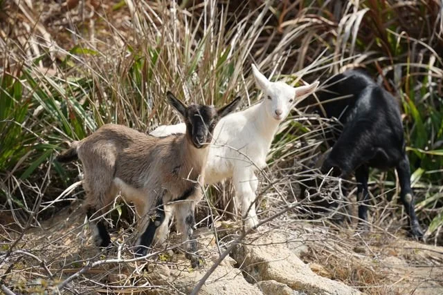 Young domestic goats (Capra hircus) stand together among dry grass and stones.