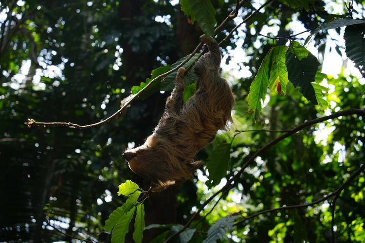 A two-toed sloth (Choloepus sp.), probably Linnaeus’s two-toed sloth (C. didactylus), hangs beneath a branch in Belém.