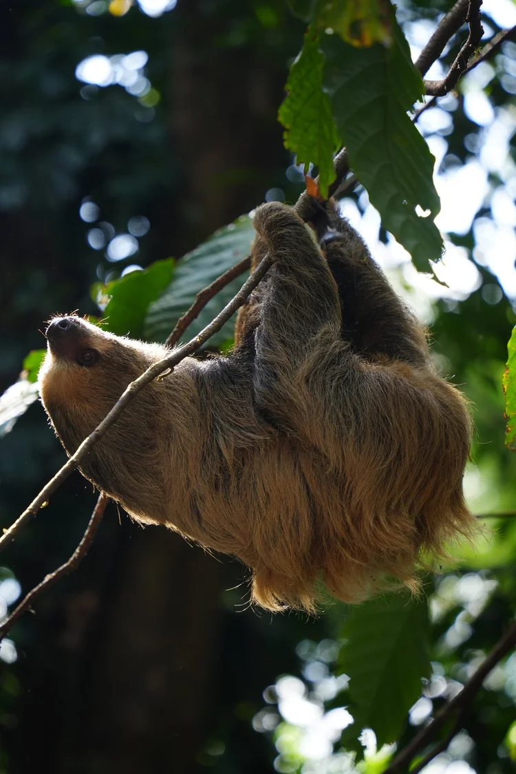 Probably Linnaeus’s two-toed sloth (Choloepus didactylus), suspended among leaves with its hooked claws keeping a secure hold.