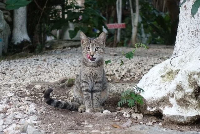 A tabby pauses beside a white-painted tree in Playa del Carmen.