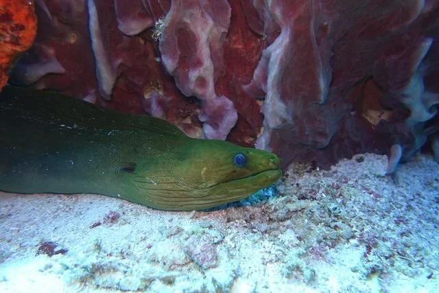 A green moray (Gymnothorax funebris) rests beside folded purple reef growth, its head just above the sand.