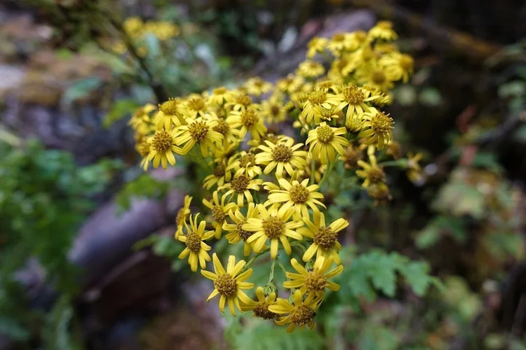 Small yellow flower heads brighten the forest edge.