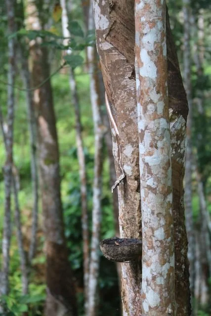 A cut in the bark channels latex towards a collecting cup on a rubber tree.