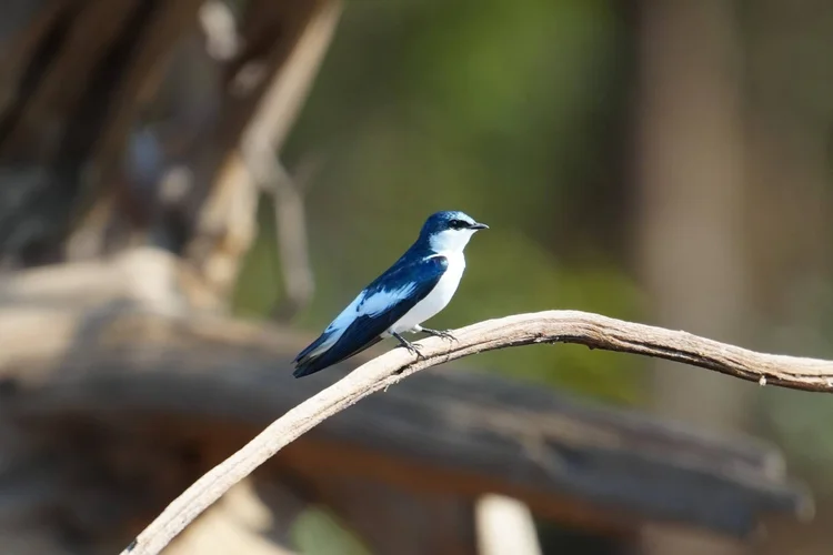A white-winged swallow (Tachycineta albiventer) rests above the river, showing glossy blue feathers and a bold white wing patch.