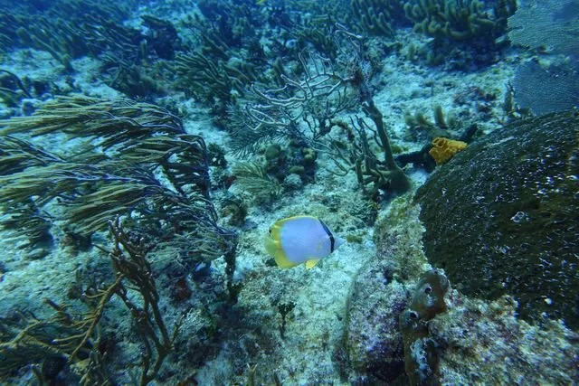 A spotfin butterflyfish (Chaetodon ocellatus) passes between sea fans, its pale body edged with yellow.