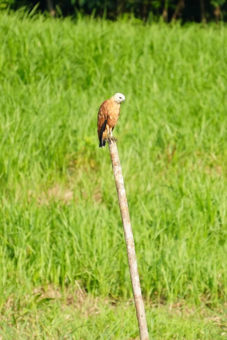 A black-collared hawk (Busarellus nigricollis) perches above sunlit grasses. Fish make up much of this raptor’s diet.