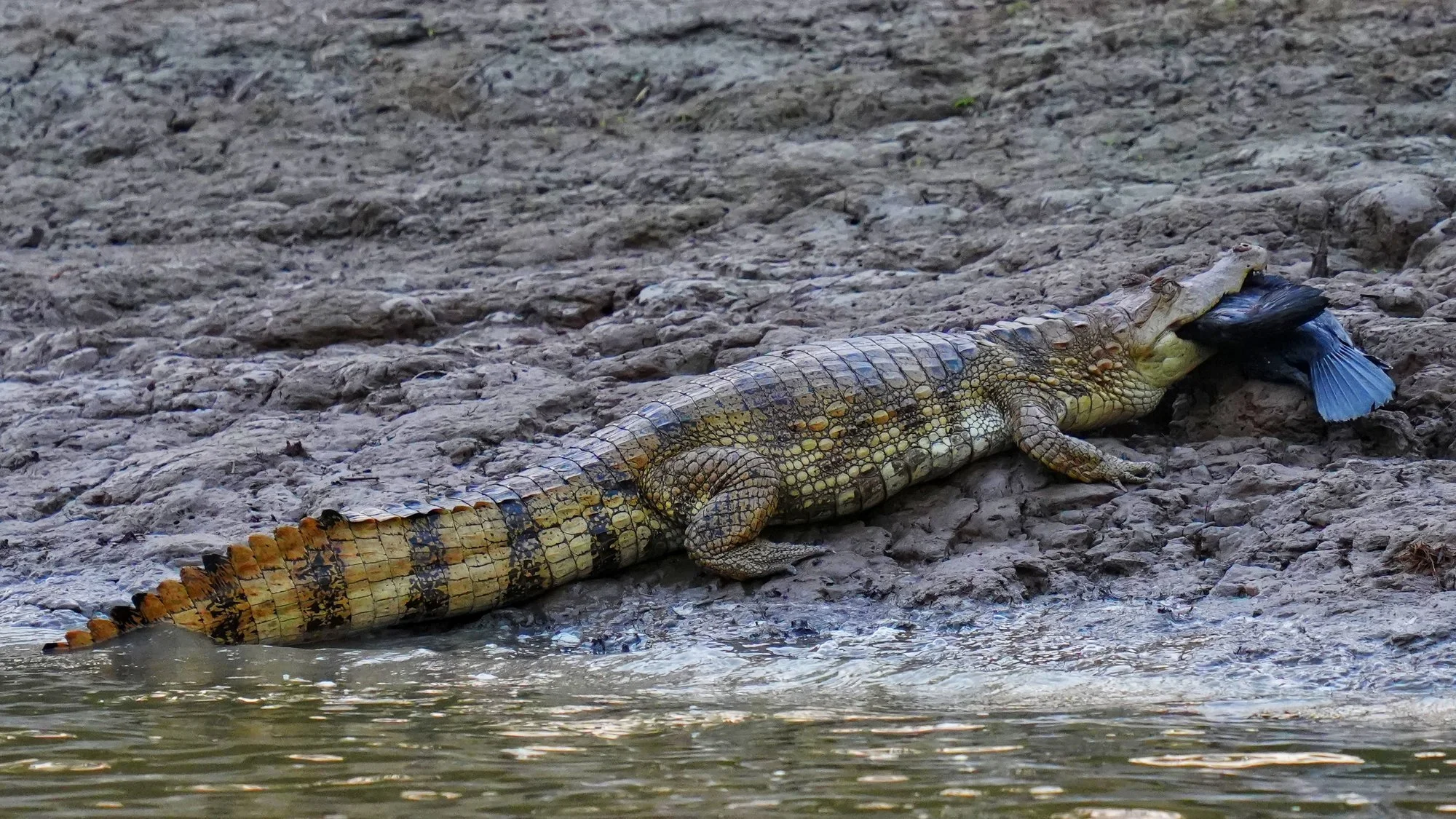 A spectacled caiman (Caiman crocodilus) holds a waterbird, probably a Neotropic cormorant (Nannopterum brasilianum), at the river’s edge.