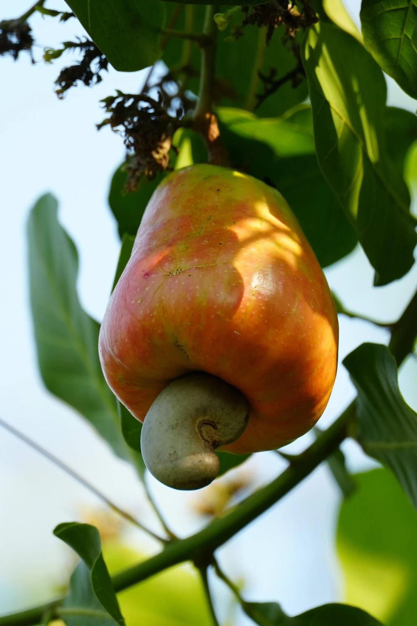 A ripening cashew (Anacardium occidentale) hangs in the light. The orange “apple” is a swollen stalk; the seed develops in the shell below.