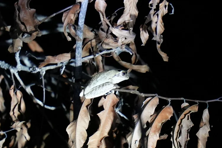 A tree frog, probably a species of Boana, grips a slender twig with its expanded toe pads.