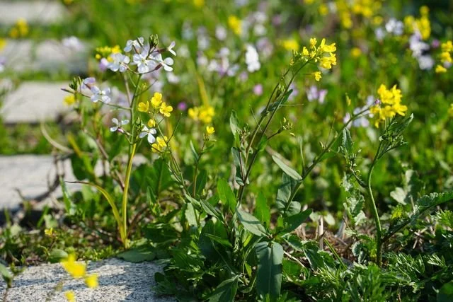 Yellow and pale lilac flowers grow beside the stone path.