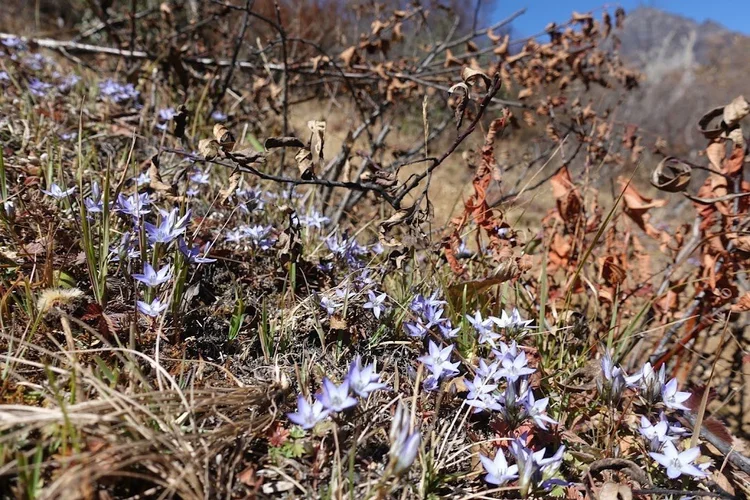 Pale lilac, star-shaped flowers brighten the dry undergrowth beside the path.