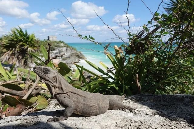 An iguana rests on limestone with the Caribbean coast behind it.