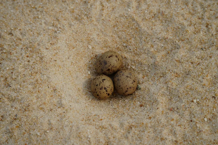 Three speckled bird eggs rest in a shallow scrape in the sand. The eggs alone do not establish which species laid them.