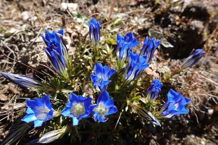 A close view of the deep blue flowers scattered along the sixth day's route.