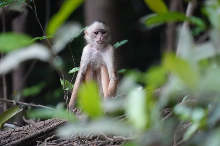 A white-fronted capuchin (Cebus albifrons group) looks out from a fallen trunk.
