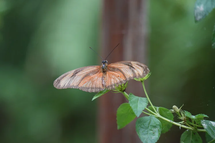 Probably a Julia butterfly (Dryas iulia), resting with its worn wings spread in Belém.