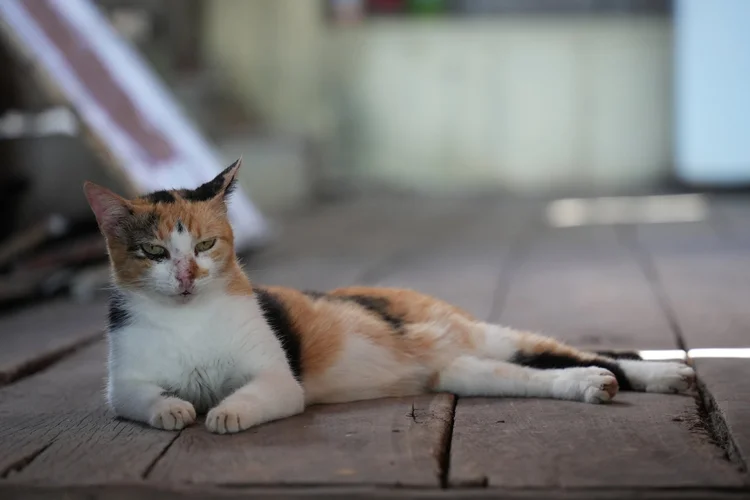 A calico cat (Felis catus) rests on a wooden floor beside the waterways of Pará.