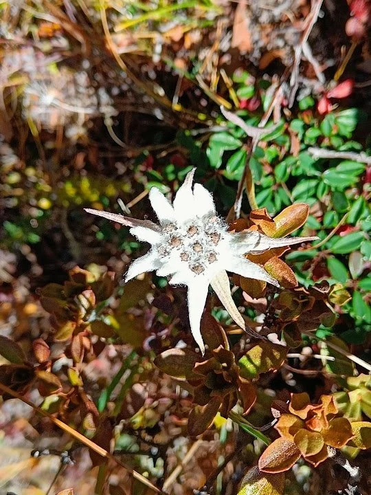 Edelweiss (Leontopodium sp.) spreads woolly white bracts around its clustered flower heads.