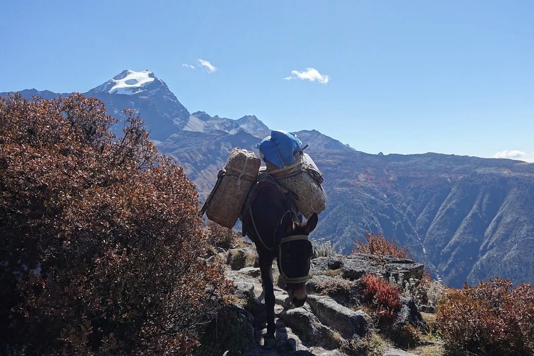 A loaded mule picks its way down the narrow, rocky path, baskets balanced on either side.