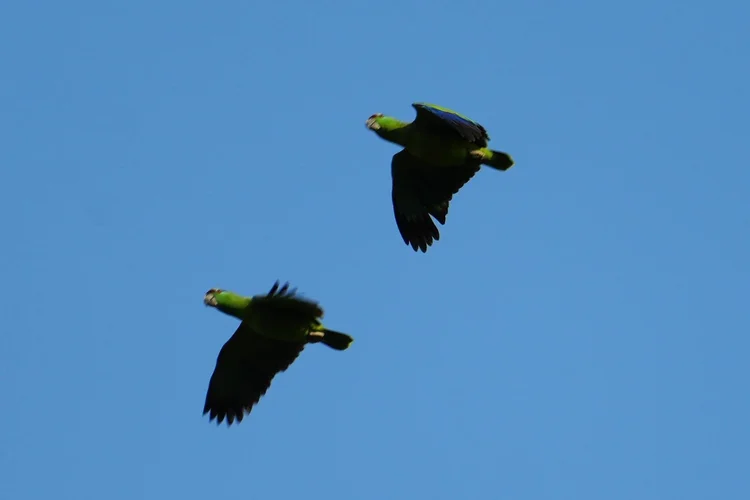 Two Amazon parrots, probably festive amazons (Amazona festiva), fly together across the morning sky.