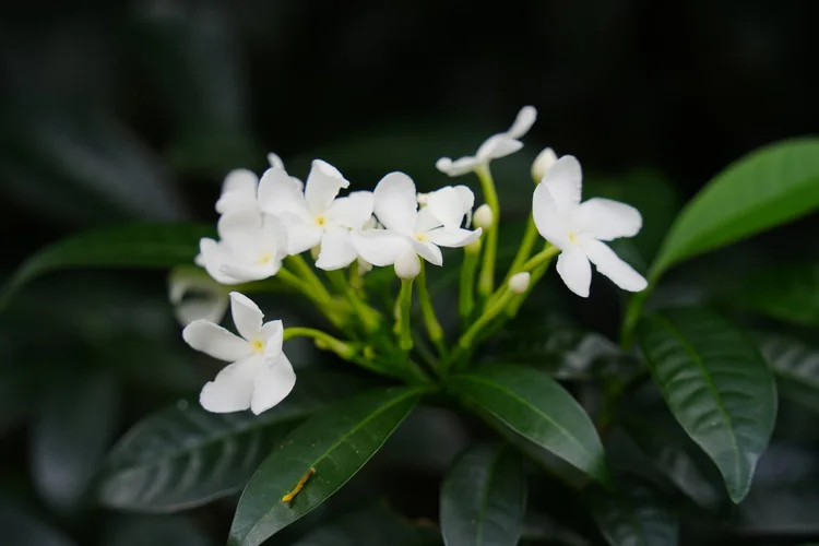 A pinwheel-flowered shrub (Tabernaemontana sp.), probably crape jasmine (T. divaricata), blooms among glossy leaves.