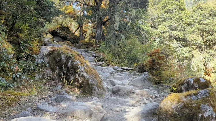 Stones and exposed roots form natural steps along the forest trail.