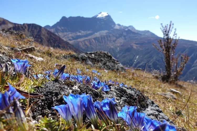 Low blue flowers surround the rocks, with a snow-topped mountain beyond.
