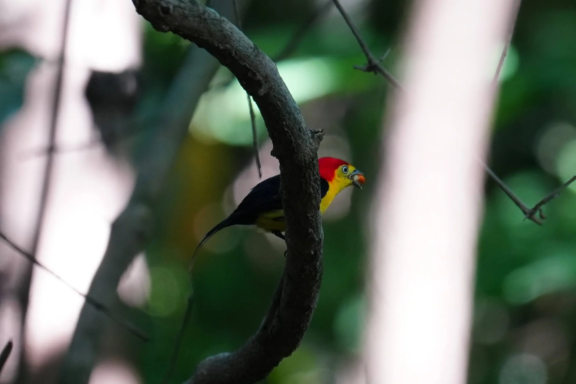 A male wire-tailed manakin (Pipra filicauda) holds a small fruit beneath the canopy, red crown and yellow face bright against the shade.