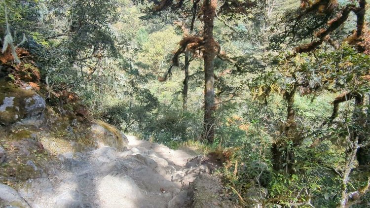 Sunlight reaches the rocky path between dense shrubs and lichen-covered trees.