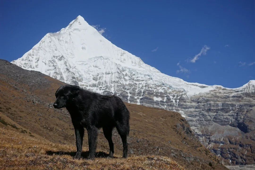 The black dog stands against the steep white face of a Himalayan peak.