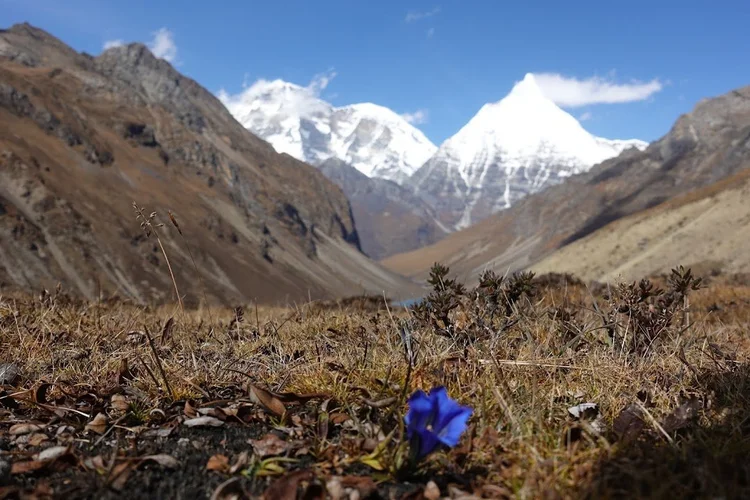 A small blue flower at ground level, with Chomolhari and Jiujiudhaki rising beyond the valley.