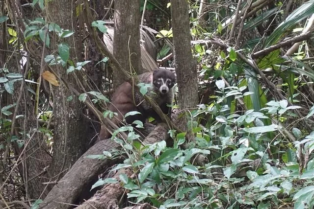 A coati pauses among branches and tree trunks on Cozumel.