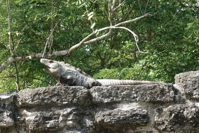 An iguana rests along a sunlit stone wall beneath green branches.