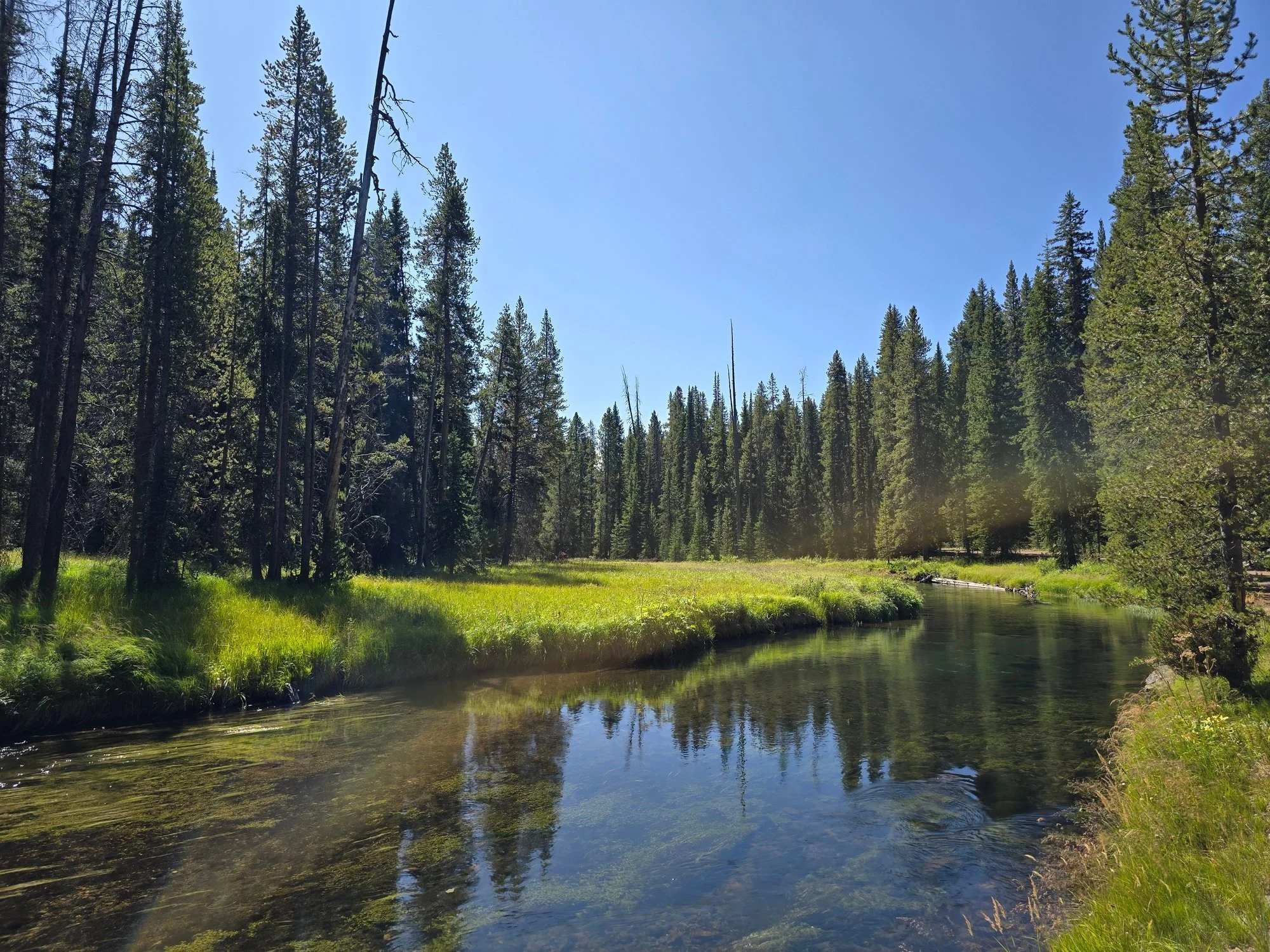The Firehole River bends through forest and sunlit grass beside the Lone Star trail.