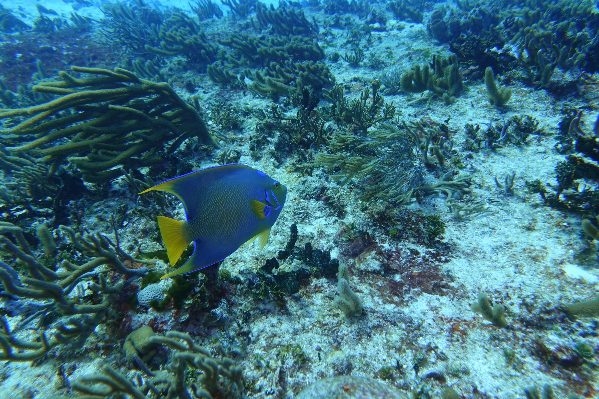 A queen angelfish (Holacanthus ciliaris) brings vivid blue and yellow to the reef.