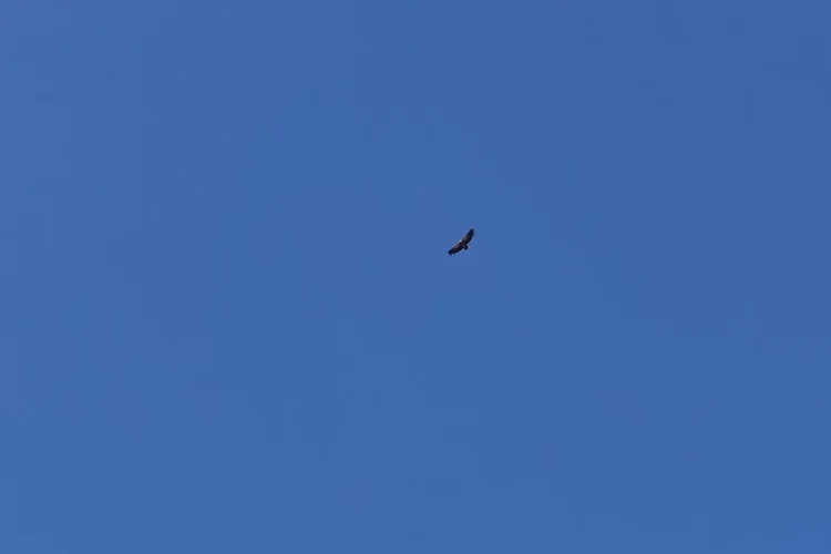 A distant bird of prey spreads its wings against an unbroken blue sky.