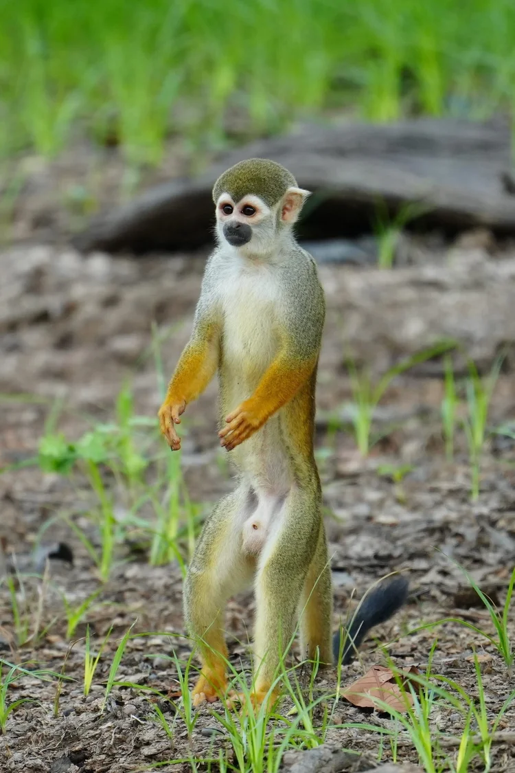 Probably a Humboldt’s squirrel monkey (Saimiri cassiquiarensis), standing upright on the riverbank with its tail trailing behind.