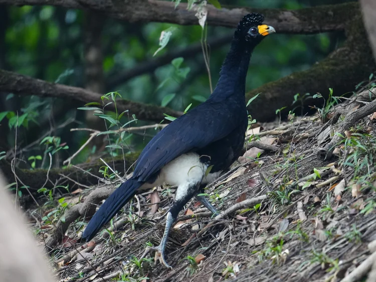 A black curassow (Crax alector) moves through fallen leaves, its curled crest and yellow bill base distinct against black plumage.