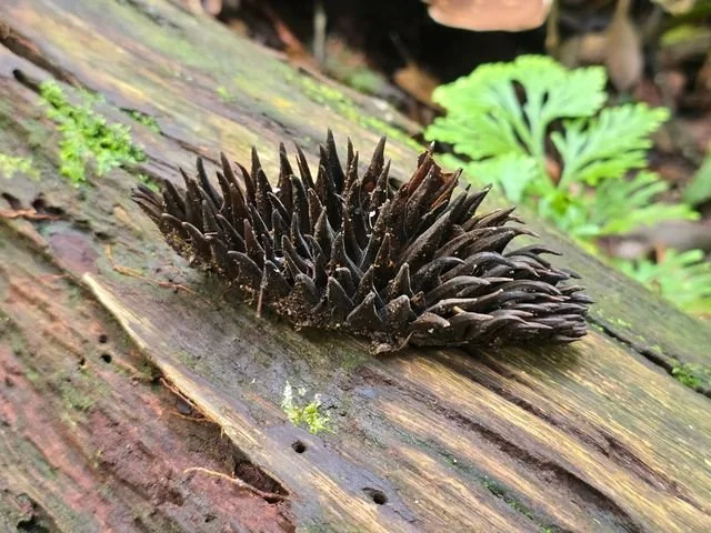 A dark, spiny husk lies on a fallen trunk among moss and ferns.