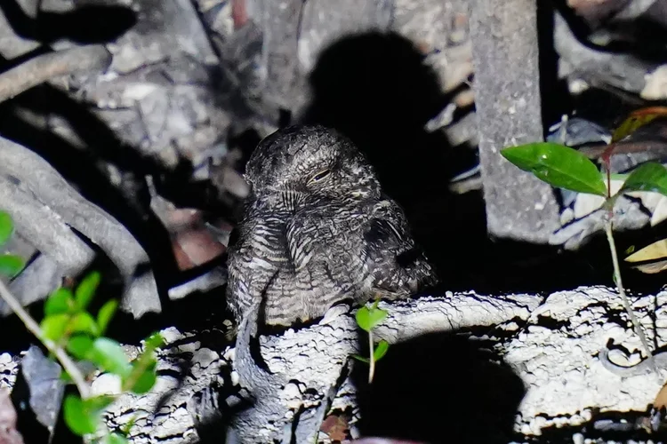 A nightjar (family Caprimulgidae) sits low among branches beside the Rio Negro, its mottled plumage blending with the wood.