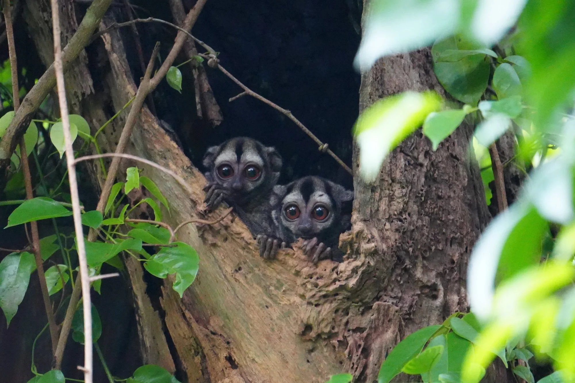 Two night monkeys, probably Spix’s night monkeys (Aotus vociferans), peer from their daytime shelter.