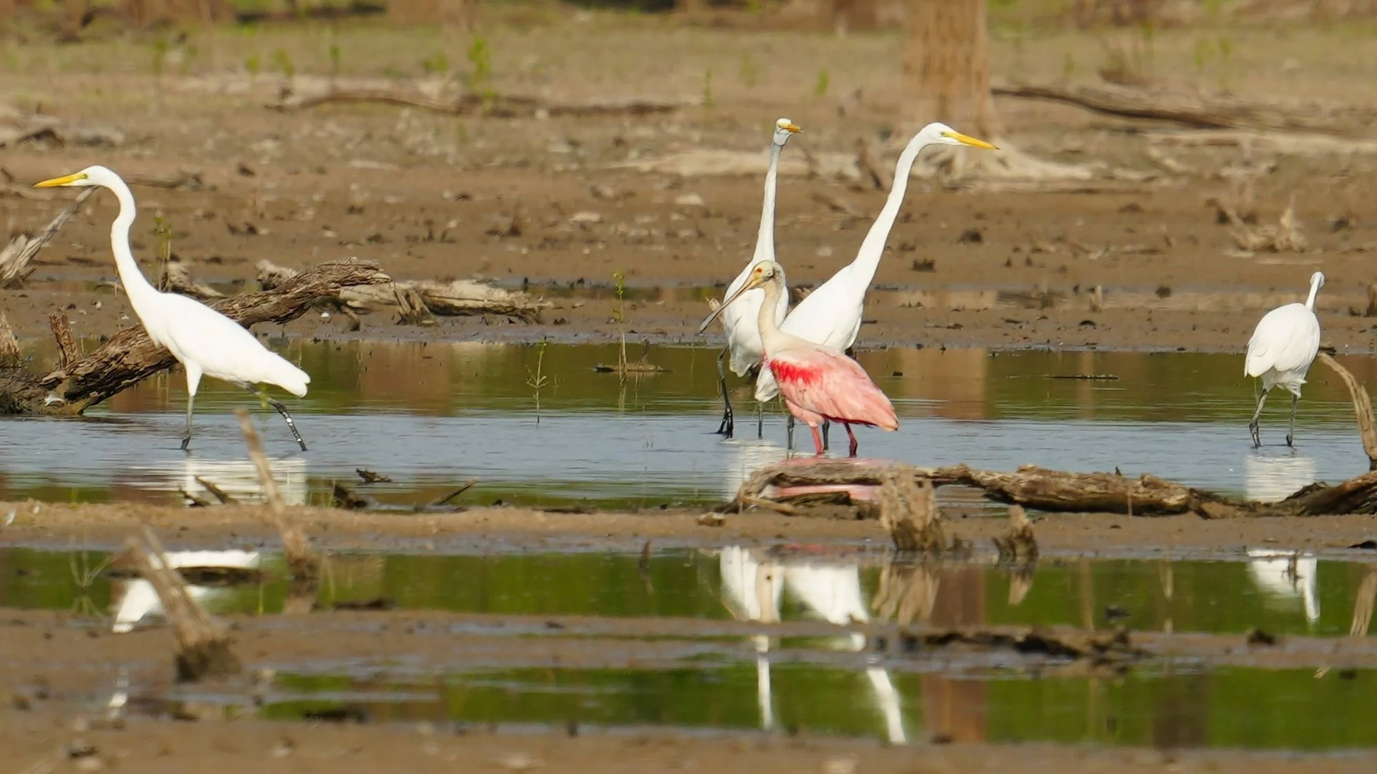 A roseate spoonbill (Platalea ajaja) stands among great egrets (Ardea alba). Its broad bill sweeps for prey, while the egrets strike with pointed bills.