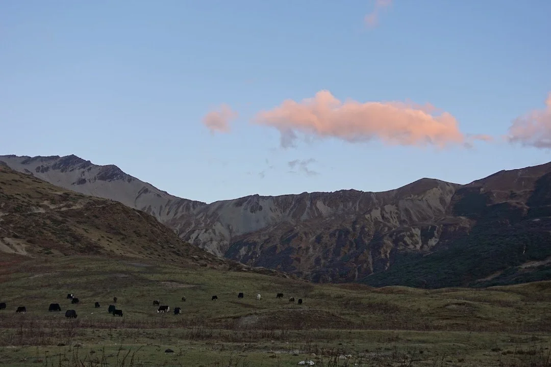 Yaks graze beneath a pink evening cloud at Tongphushong, on the last night of the trek.