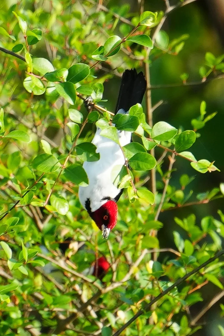 A red-capped cardinal (Paroaria gularis) hangs head-down among leafy twigs.