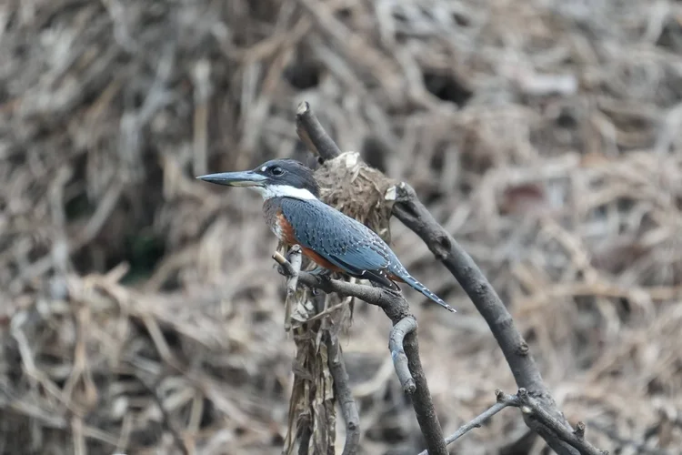 A ringed kingfisher (Megaceryle torquata) rests on a bare branch before the exposed riverbank.