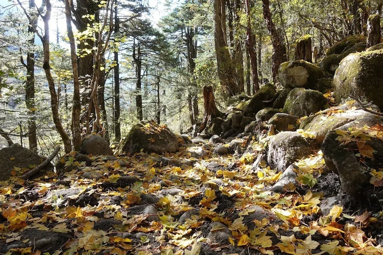 Freshly fallen leaves cover the roots and boulders on the forest floor.