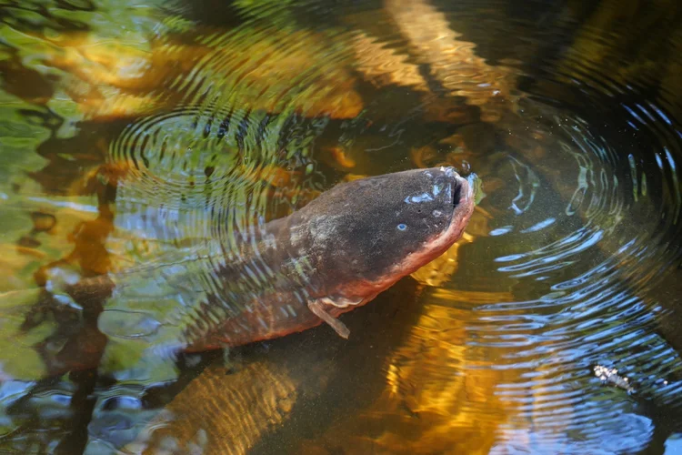 An electric eel (Electrophorus sp.) reveals a broad head and orange throat. These fish breathe air and use electric discharges to sense and hunt.