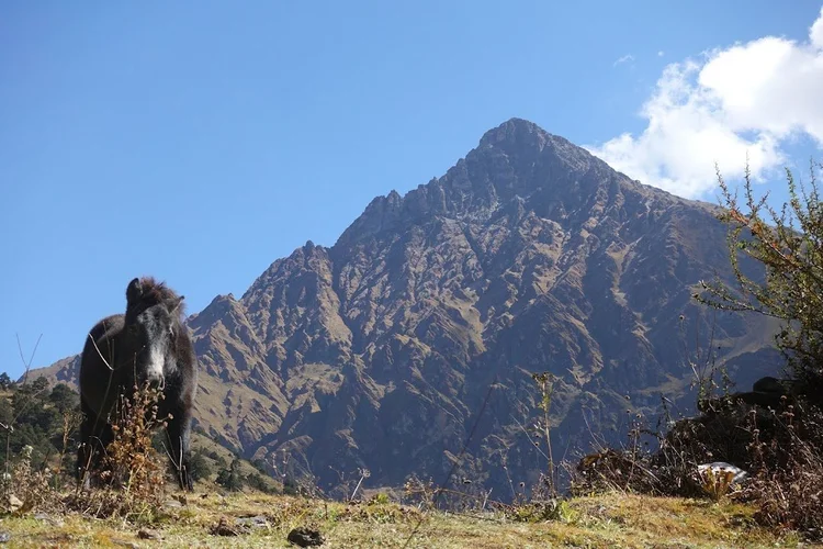 A dark mule stands on a grassy rise with a deeply folded ridge behind it.