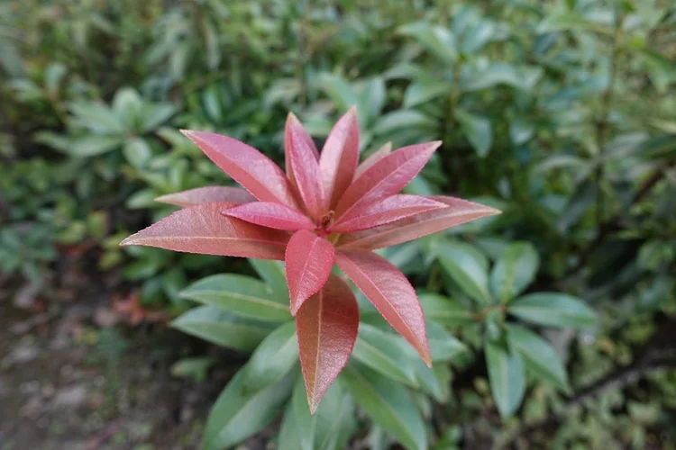 Fresh red leaves stand out against the older green foliage of a trail-side shrub.
