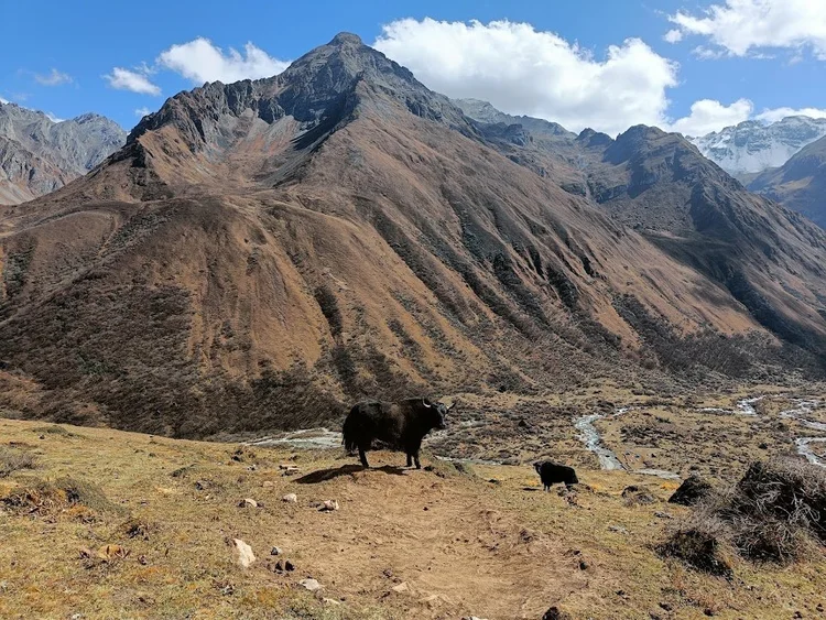 Two yaks stand above the river and the tiny tents of base camp.